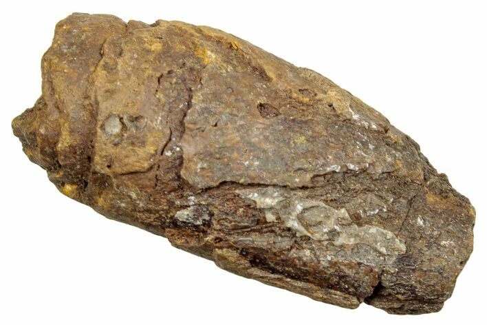 Permian Fossil Synapsid/Amphibian Coprolite - Texas #251406